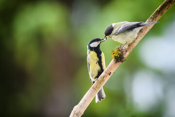 The young great tit is fed by its mother, both standing on a stick. On a blurred background is a green tree and the sky.