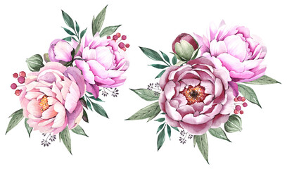 Watercolor illustration. Pink peonies on a white background. Bouquet of peonies. Garden plants set.