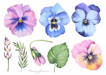 Watercolor illustration. Spring plants set. Watercolor flowers and leaves. Pansy flowers on a white background. 