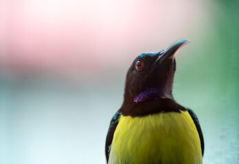 black hooded oriole bird
