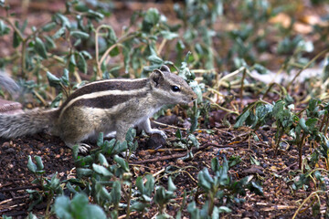  Squirrel ro Rodent or also known as Chipmunk, standing paused on the ground in its natural environment 

