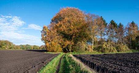 Path through recent ploughed land in autumn, Reest Valley, Overijssel, Netherlands