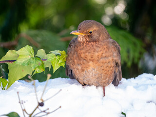 Blackbird, Turdus merula, female perched in snow in winter, Netherlands