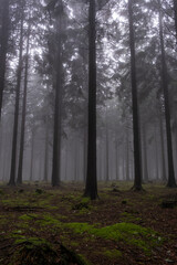 Fototapeta premium After rain comes the cloud forest in the Eifel