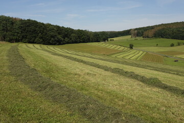 Landwirtschaft mit grüner Wiesen und Weide Wirtschaft
