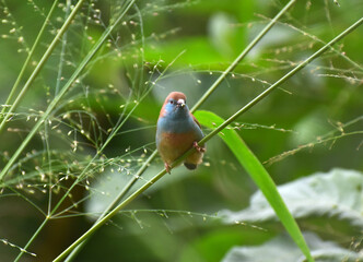 Blue Waxbill or Southern Cordon Bleu Or Angola Cordon Bleu Bird Found in Central Malawi South Africa