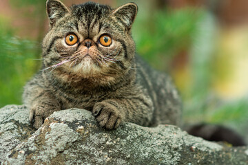 A cute brown tabby cat sits exotically on a large gray stone in the park on a summer day. Persian kitten is afraid of traveling outdoors