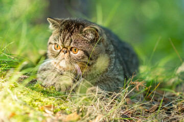A cute brown tabby cat lies exotically on a large gray stone in the park on a summer day. Persian kitten is afraid of traveling