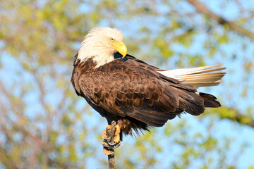 Eagle's Perch