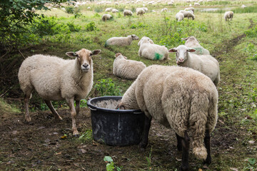 Obraz premium sheep of a herd eating food from a basket in a nature area