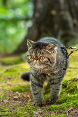 Naklejka na ściany i meble Cute brown striped cat exotic walks on a leash in the park on a summer day. Persian kitten on the green grass on a harness with a leash