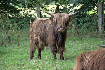 Büffel02