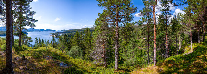 Panoramic view from a high hill on a beautiful taiga forest descending to the lake. Tall pine trees...