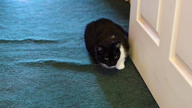 House Cat Playfully Wagging Its Tail Ready To Attack