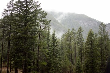trees in the fog