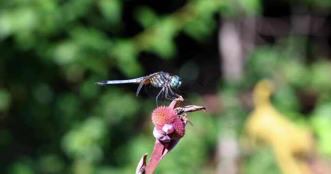 Dragonfly resting on pink canna lily flower