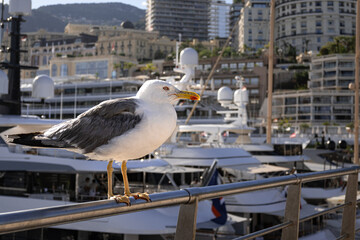 View of the Principality of Monaco and Montecarlo