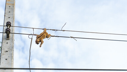 Wind monkey Slow Loris on electric pole, cause of power outage in village, people
