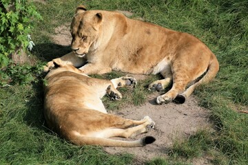 Fototapeta na wymiar lion cub and lioness