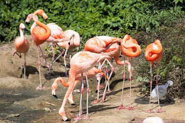 group of pink flamingos