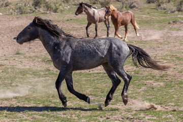 Wild Horse Stallion in the Utah Desert