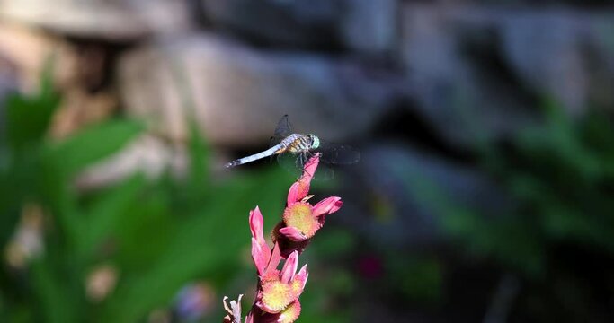 Dragonfly resting on canna lily flower