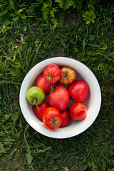 Fresh tomatoes in a white bowl on a green grass background.
