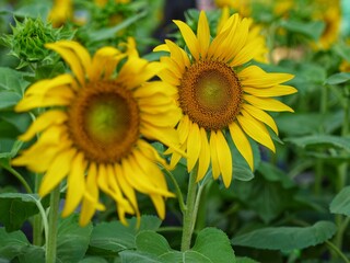 Obraz premium Sunflowers that bloom every morning