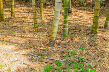 竹の根本