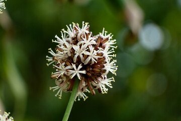 Flowers of Dracaena fragrans or cornstalk dracaena  commonly known as corn plant
