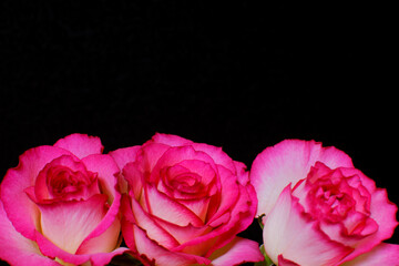 黒の背景のピンクの美しいバラの写真
