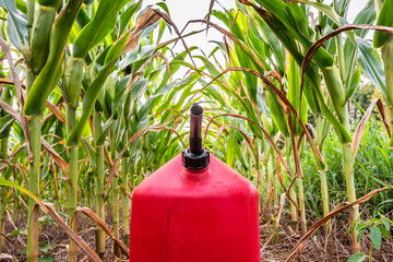 Fuel tank in corn field, representing ethanol biofuel