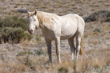 Obraz na płótnie Canvas Wild Horse Stallion in the Utah Desert