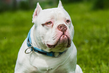 Obraz premium American Bully dog male closeup portrait outside