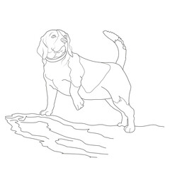 linear vector image of a beagle dog