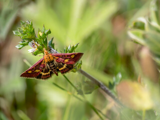Fototapeta na wymiar Mint moth aka Pyrausta purpuralis found Devon, UK.
