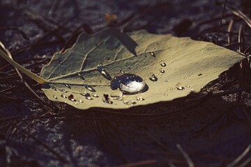 Large rain drops sparkling in the sun on a fallen yellow brown dry leaf outdoors.
