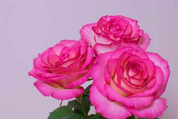 Pictures of beautiful pink roses on a bright background 