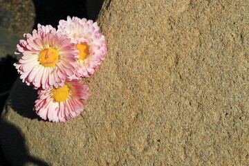 The image of flowers on the stone. Wild Asters.