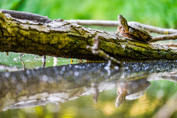 The red-eared slider (Trachemys scripta elegans) or water turtle basks on a trunk that is partially...