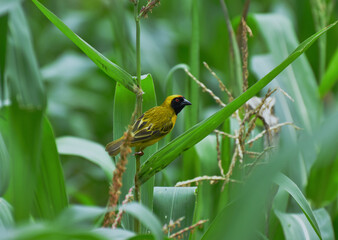 The village weaver or Spotted Backed weaver Bird  found in Central Malawi South Africa