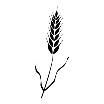 Silhouette with ear of wheat