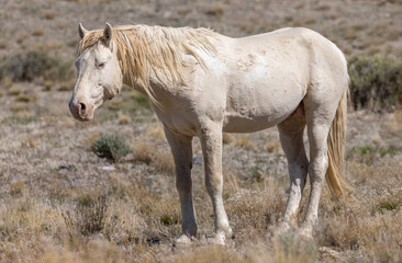 Obraz premium Wild Horse Stallion in the Utah Desert