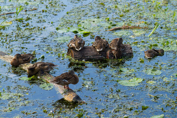 Ducks in pond with water lilies and weed