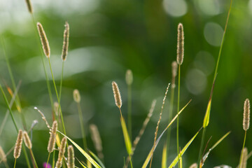 Timothy grass close up with green bokeh at background