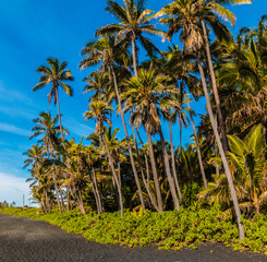 Fototapeta premium Coconut Palm Trees On Punalu'u Beach, Hawaii Island, Hawaii, USA