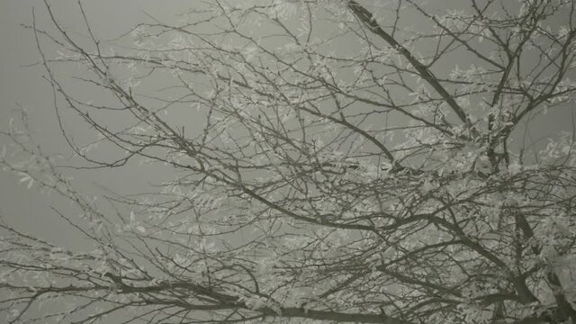 Tree branches, low angle view, shot in infrared