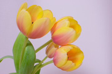 Pictures of beautiful yellow tulips on bright background 