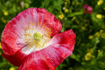 Close up of a Shirley Poppy (Papaver rhoeas) in deep pink with white base. Yellow stamen, anthers and pollen. Selective focus. Landscape image with bokeh background. Space for text. England.