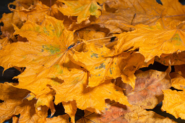 Autumn. Multicolored maple leaves lie on the grass